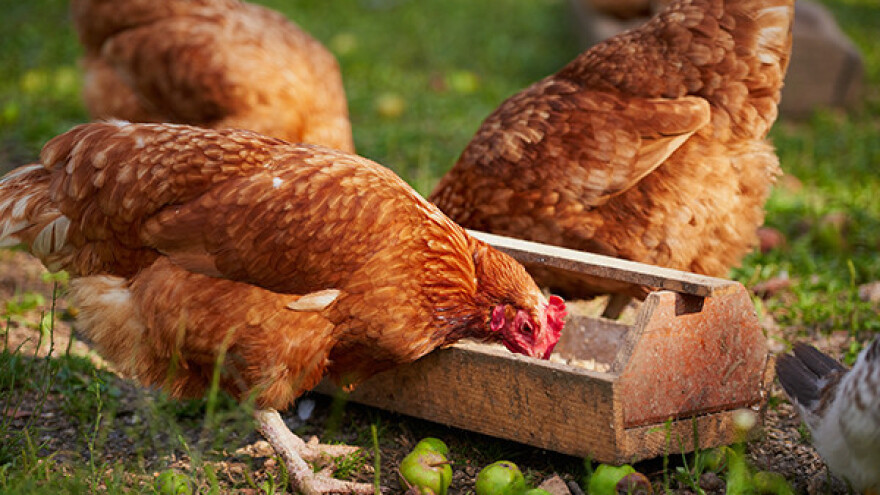 Bijeli luk za zdraviju živinu