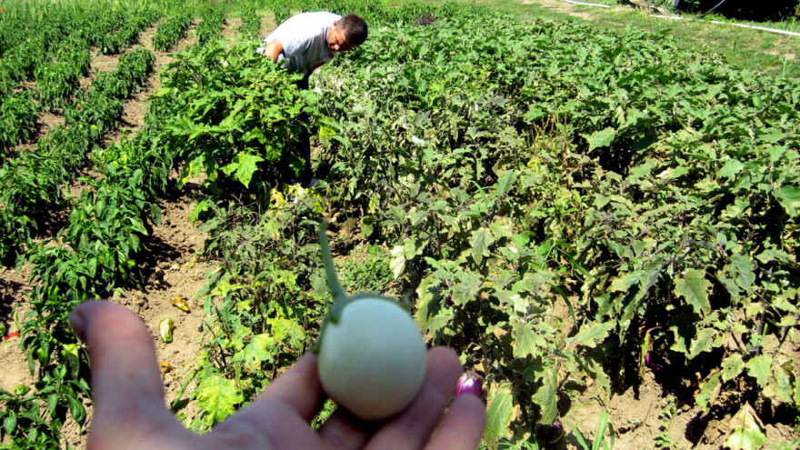 Patlidžan Zebrina sa Kariba raste i kod Živojina Antića