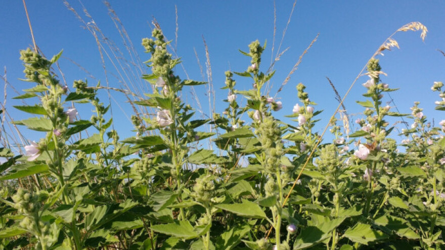 Beli slez donosi zaradu od 3.000 evra