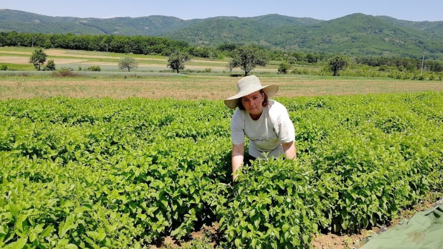 Novi Priručnik o organskoj proizvodnji lekovitih i aromatičnih biljaka