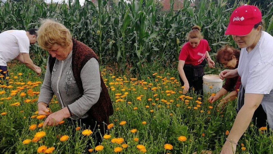 Beli slez najisplativiji, neven najteži za branje - šta uzgajati?