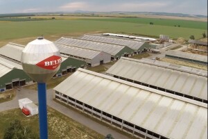 Belje proizvelo 35 milijuna litara mlijeka!