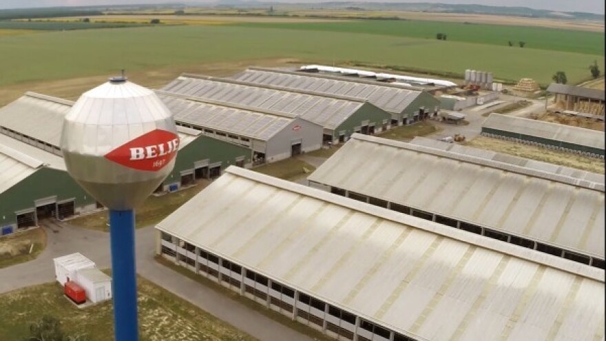 Belje proizvelo 35 milijuna litara mlijeka!