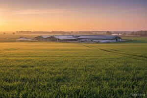 Belje kreće u gradnju klaonice i dogradnju mljekare