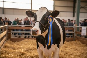 Belje osvojilo nagradu "Uspješni stočar" za 2010. godinu