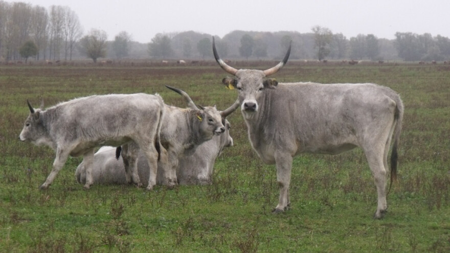 Objavljen je natječaj za podmjeru 10.2.!