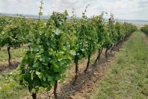 Kako pravilno primeniti pinciranje i zalamanje lastara na vinovoj lozi?