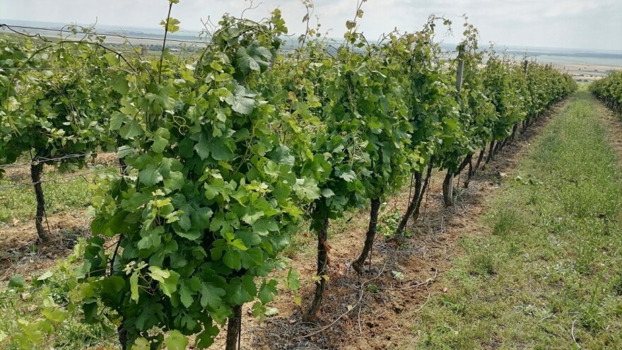 Kako pravilno primeniti pinciranje i zalamanje lastara na vinovoj lozi?