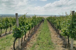 Vremenske prilike pogoduju bolestima vinove loze, evo s čim zaštititi vinograd