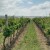Vremenske prilike pogoduju bolestima vinove loze, evo s čim zaštititi vinograd