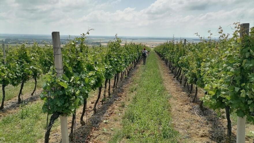 Vremenske prilike pogoduju bolestima vinove loze, evo s čim zaštititi vinograd