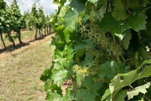 Najavljene padavine uzrokovaće razvoj patogena kod vinove loze: Šta činiti?