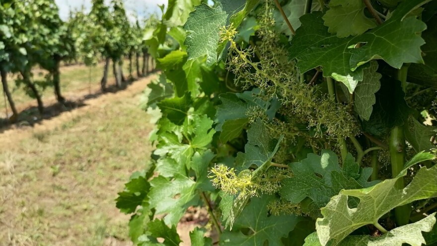 Najavljene padavine uzrokovaće razvoj patogena kod vinove loze: Šta činiti?