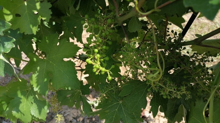 Kako zaštititi vinovu lozu od botritisa?