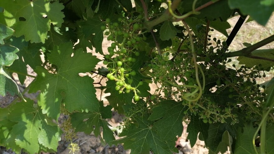 Kako zaštititi vinovu lozu od botritisa?