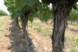 Otkrivena vinova loza kod Bajine Bašte stara 1.500 godina