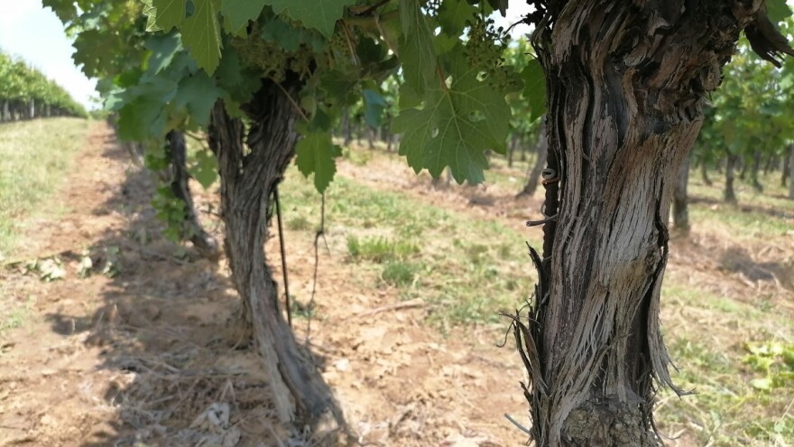 Otkrivena vinova loza kod Bajine Bašte stara 1.500 godina