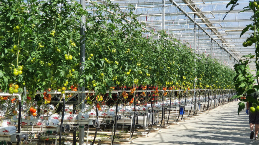 U Belju započela berba rajčica: Godišnje proizvedu i do 2.800 tona