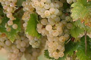 Trijumf graševine Vina Belje u Njemačkoj