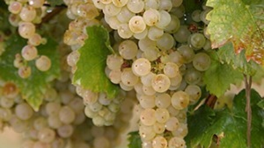 Trijumf graševine Vina Belje u Njemačkoj