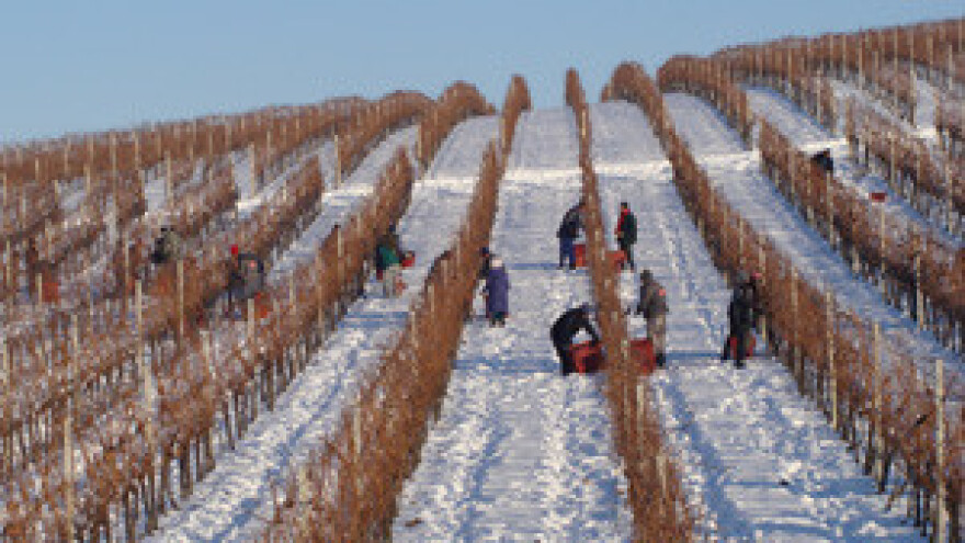 Ledeni princ hrvatskog Podunavlja