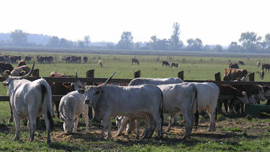 Belje je Baranja, Baranja je Belje