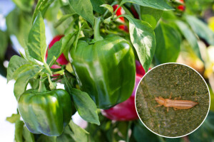Biološko suzbijanje tripsa na paprici u zaštićenom prostoru