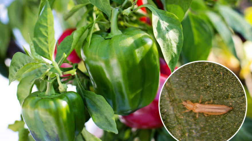 Biološko suzbijanje tripsa na paprici u zaštićenom prostoru