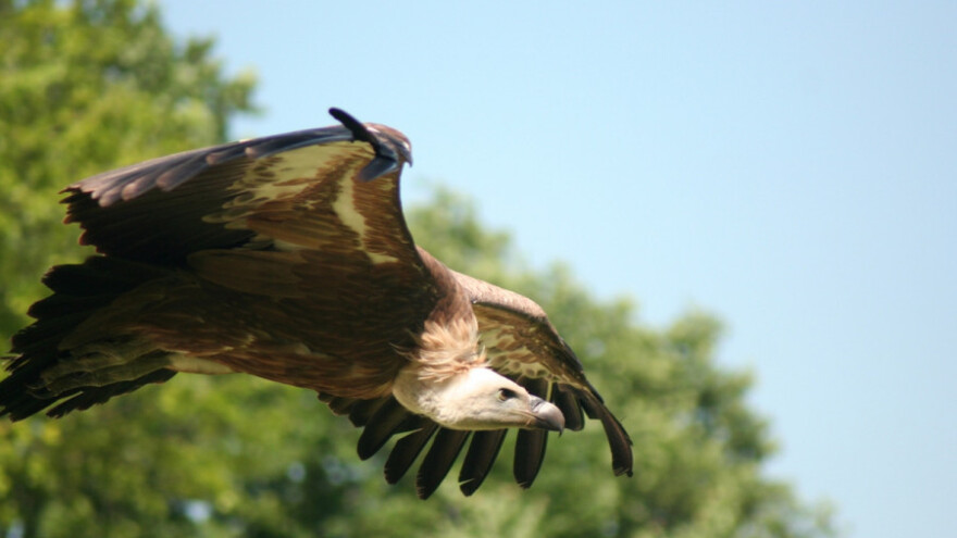 Zaštita za skoro 2.000 biljaka i životinja