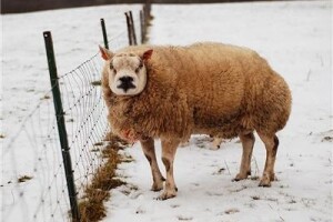 Pitbul u ovčjoj koži zapravo je Beltex ovca?