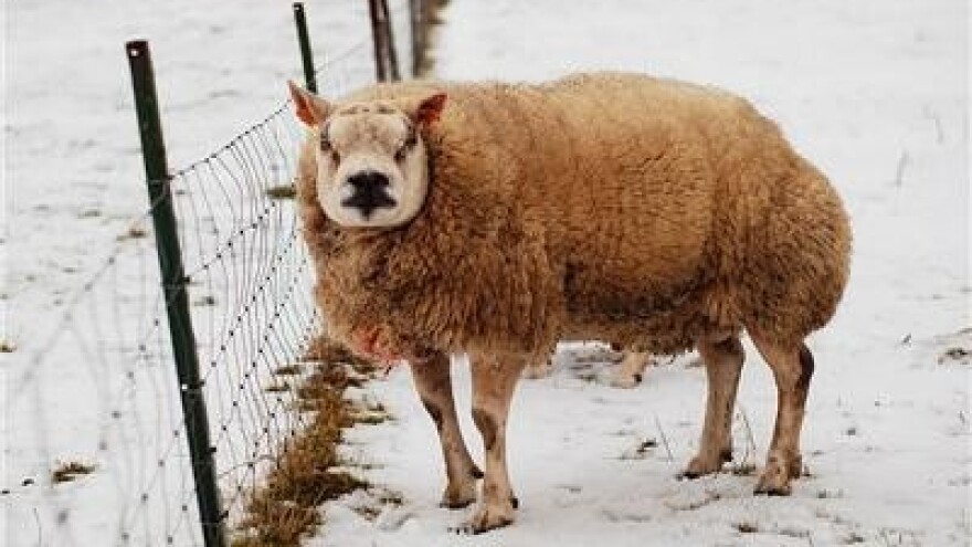 Pitbul u ovčijoj koži zapravo je Belteks ovca?