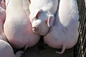 Benkovački stočni sajam u siječnju
