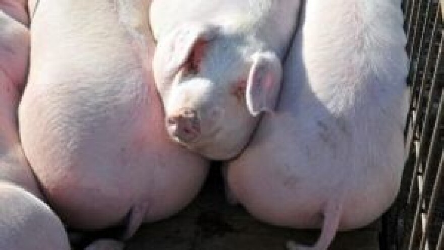 Benkovački stočni sajam u siječnju