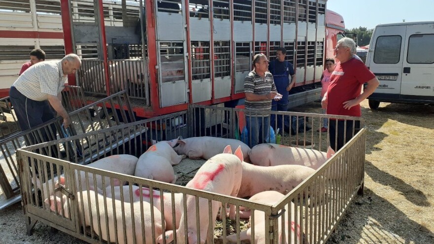 Povratak najvećeg stočnog sajma u Hrvatskoj, ljudi u Benkovcu manje, ali - bit će bolje
