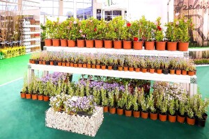 Beoplantfair 2018 - bašča u srcu Beograda početkom aprila
