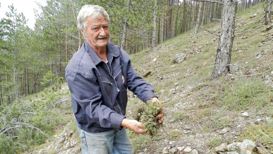 Edukacije za berače, otkupne stanice i potencijalni izvoz lekovitog bilja?