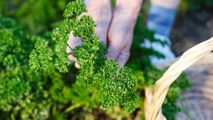 Berači bilja dnevno zarade i 300 kuna!