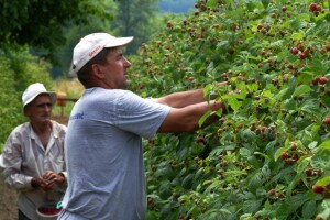 Počela berba maline, otkupna cijena povoljna pa i dnevnice visoke