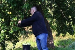 Beračima jabuka 15 kuna po satu!