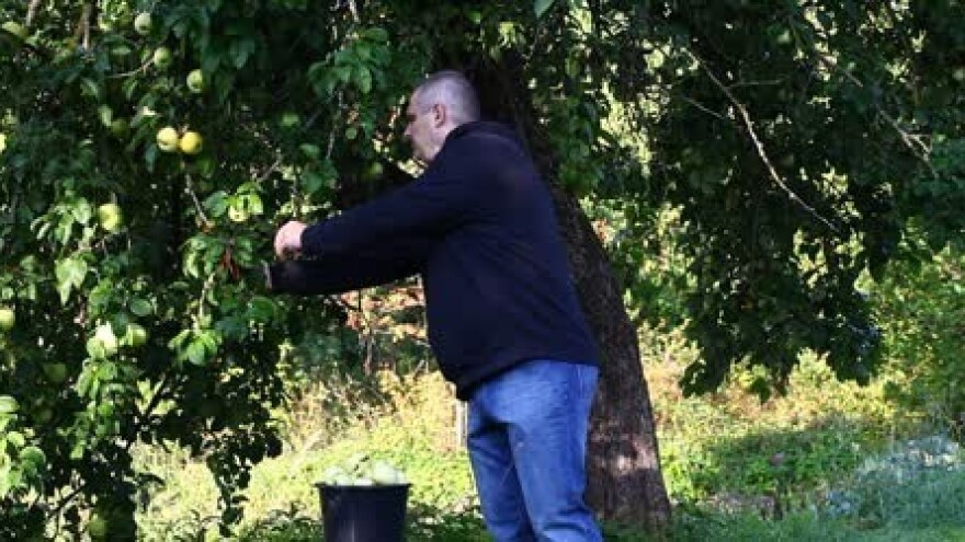 Beračima jabuka 15 kuna po satu!