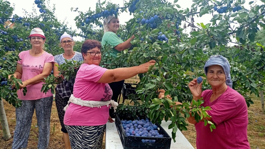 Šljivici puni k'o košnice: Berba u gradačačkom kraju u punom zamahu