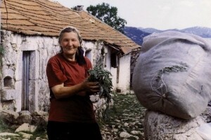 Berba smilja - miomirisi u dalmatinskom kršu