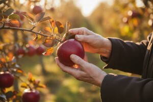 Beračima jabuka 15 kuna po satu!