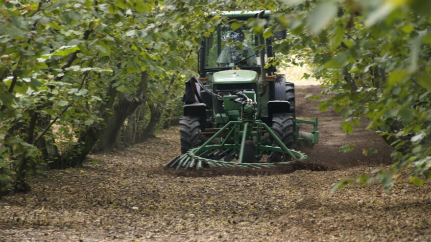 Rekordni prinosi u 2020., ove godine i prve berbe lješnjaka iz mladih nasada