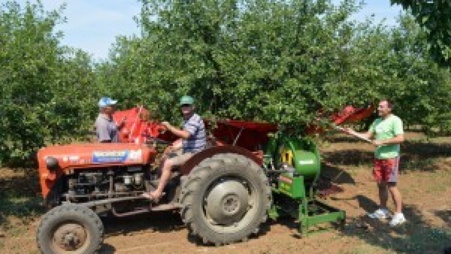 Slavonci u spas dalmatinskog uroda maraške!