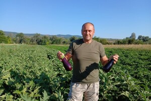 Saša Tomić uz minimalna ulaganja postiže maksimalne prinose u proizvodnji plavog patlidžana