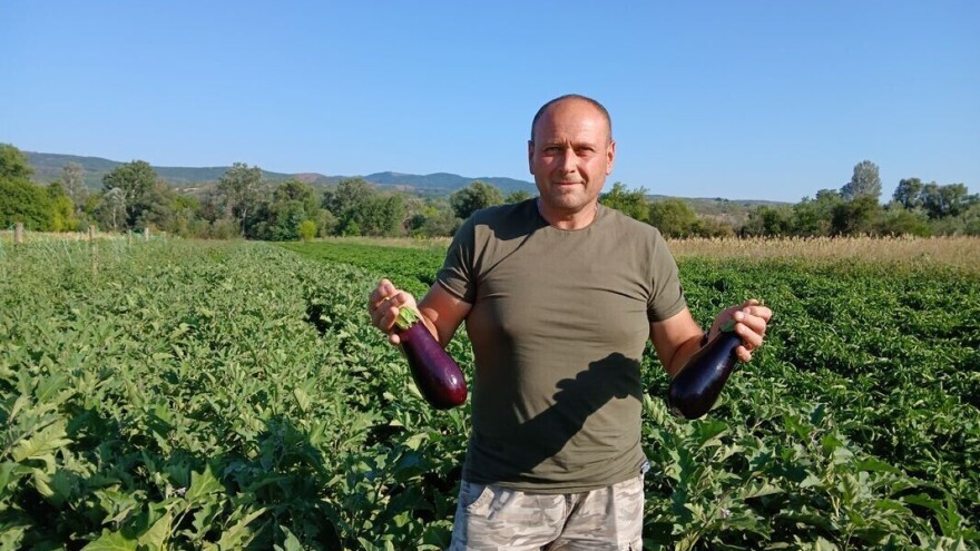 Saša Tomić uz minimalna ulaganja postiže maksimalne prinose u proizvodnji plavog patlidžana