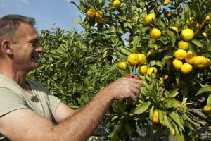 Hrvatske mandarine i jabuke opet spašava EU