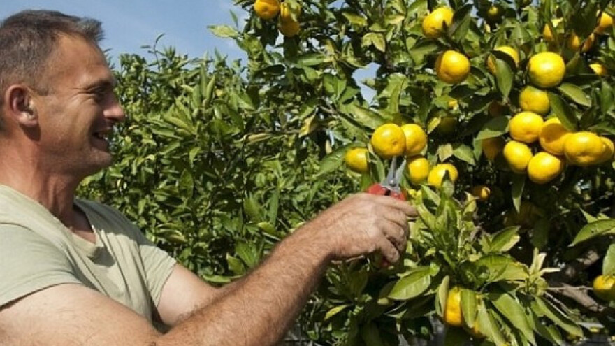 Hrvatske mandarine i jabuke opet spašava EU