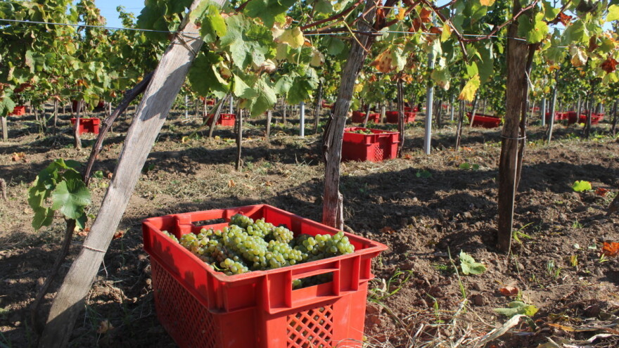 Nacrt Nacionalnog programa pomoći sektoru vina donosi novi kriterij bodovanja